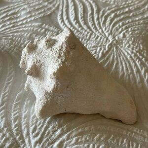 🐚 Conch Shell from Turks and Caicos Island